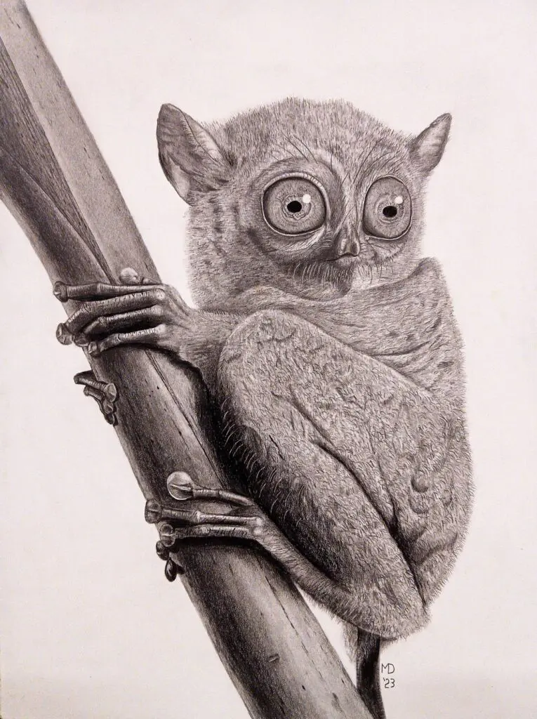 Little Gymnast, Western Tarsier (Cephalopachus bancanus) graphite wildlife artwork by Michael E. Dorcas, Tantilla Art.
