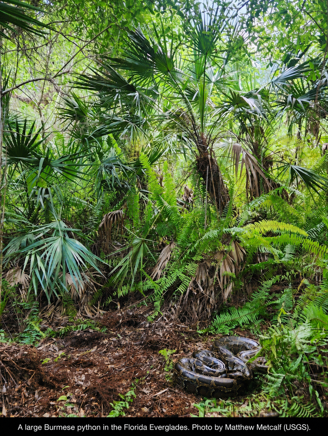 Large Burmese python coiled in leaf litter beneath saw palmettos and ferns in the Florida Everglades; photograph by Matthew Metcalf, USGS.
