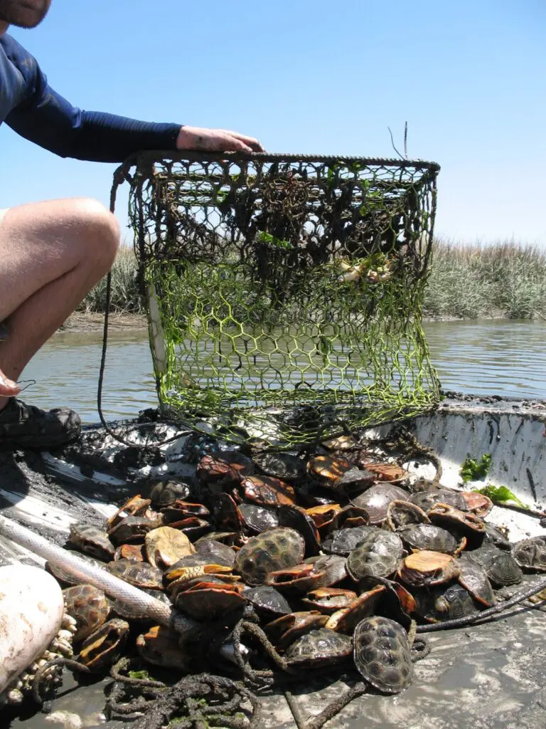 Dead diamondback terrapins removed from an abandoned crab pot in a Georgia tidal marsh.