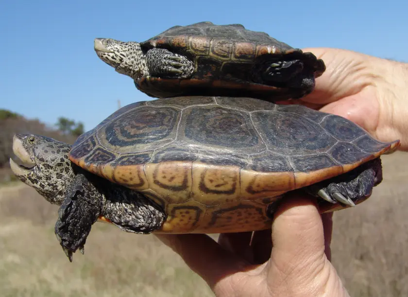 Adult male and adult female diamondback terrapins showing pronounced sexual size dimorphism.