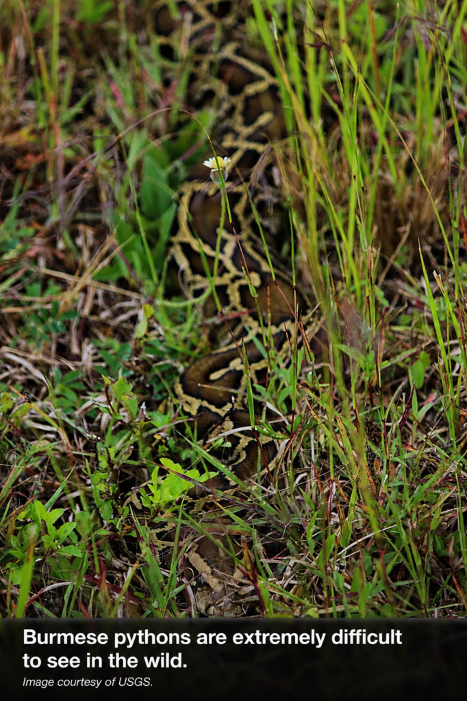 Fully exposed Burmese python blending into short grass and low vegetation in South Florida.