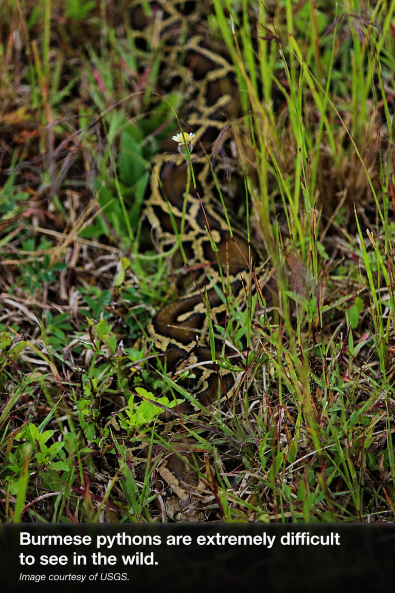 Fully exposed Burmese python blending into short grass and low vegetation in South Florida.