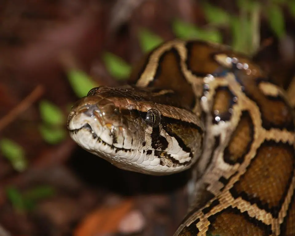 Close-up of a Burmese python in the Greater Everglades