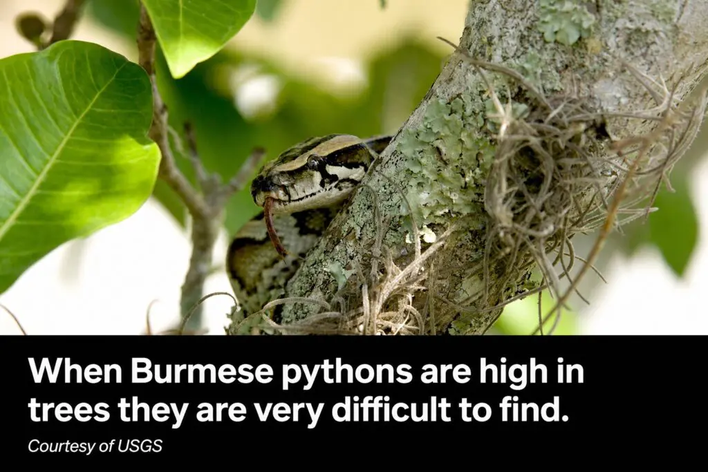 Burmese python partially hidden in tree branches and foliage, illustrating how difficult the snakes can be to detect in the Everglades.