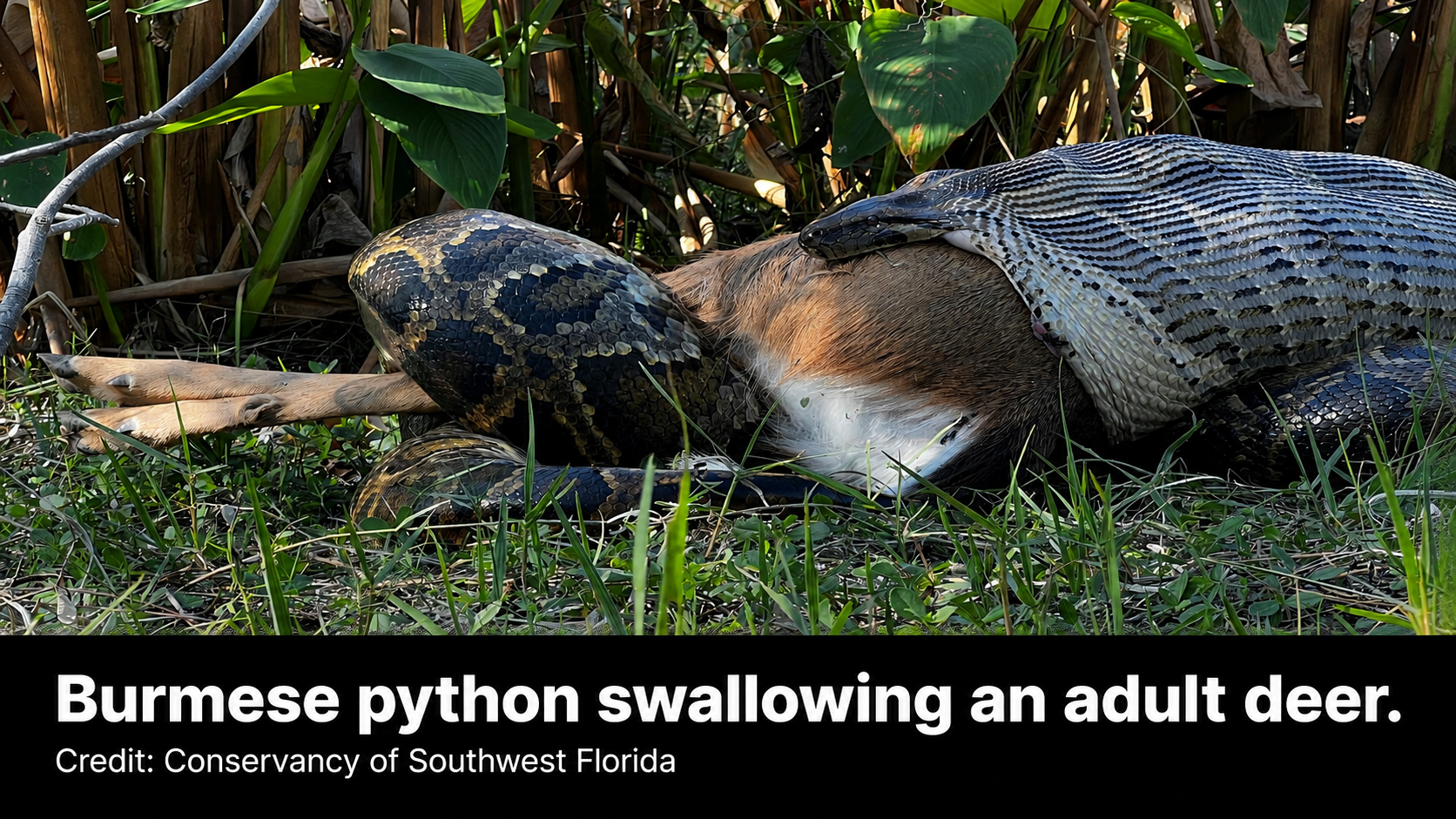 Burmese python swallowing an adult deer in South Florida, illustrating the large prey size that adult pythons can consume.