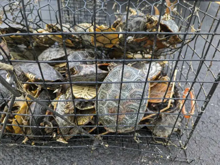 Dead diamondback terrapins trapped inside a wire crab pot.