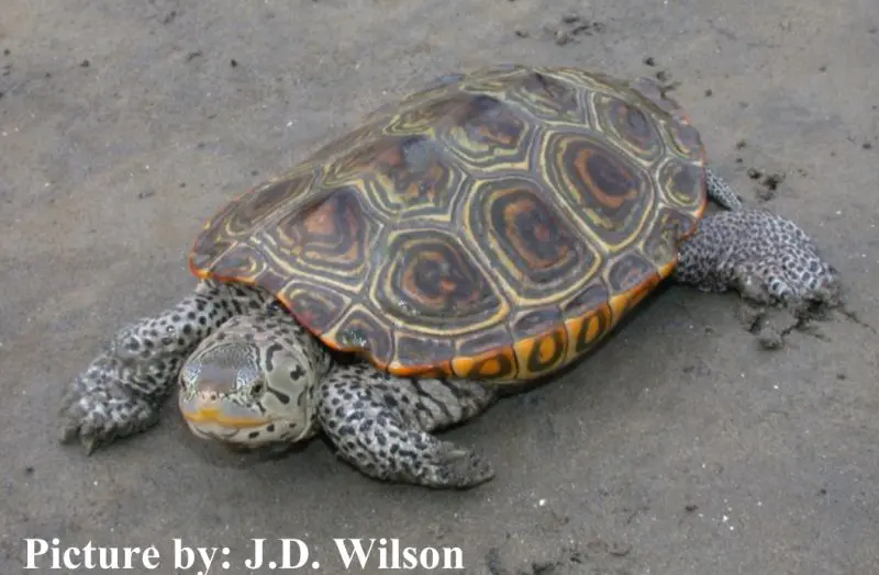 Adult diamondback terrapin on a sandy tidal creek bank at Kiawah Island, South Carolina.