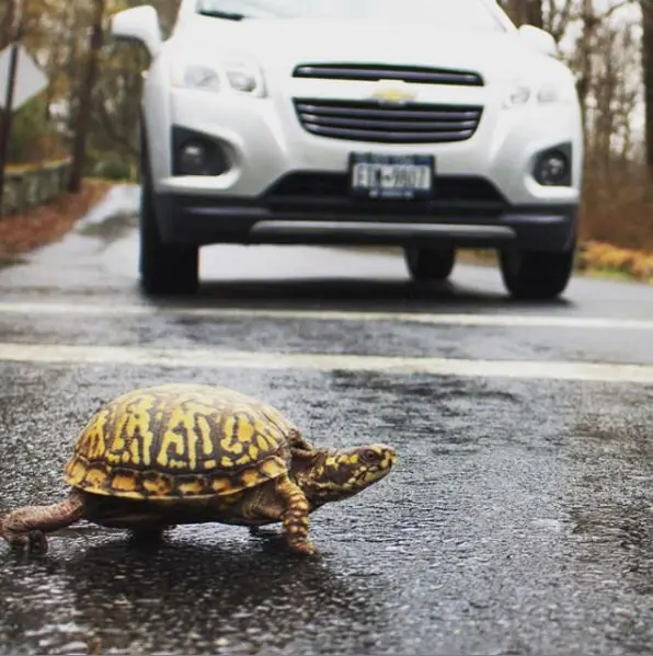 Eastern box turtle crossing a road with a vehicle approaching in the background.