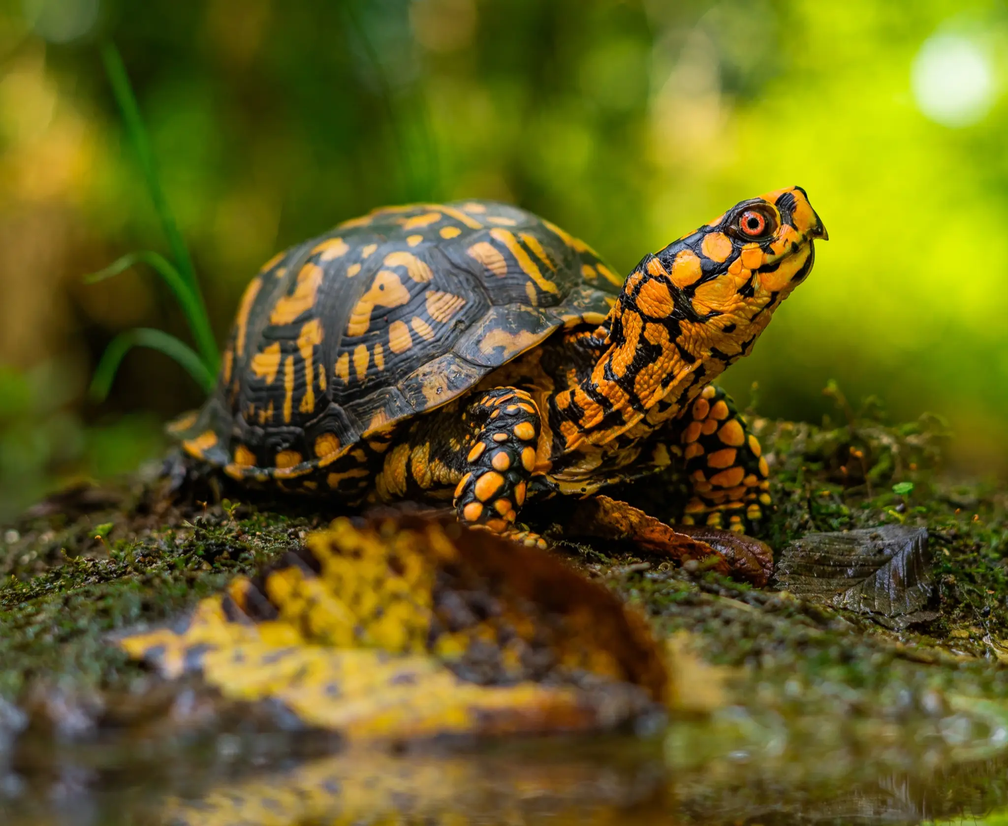Eastern box turtle in forest habitat, illustrating a species vulnerable to roads, railroads, and other ground-level infrastructure barriers.