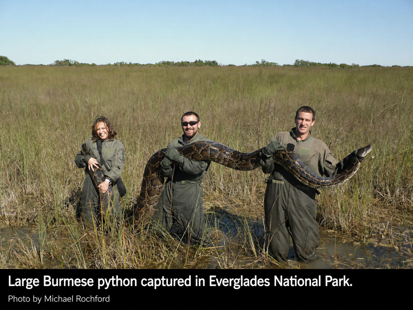 Researchers holding a large Burmese python captured in wetland habitat in Everglades National Park.