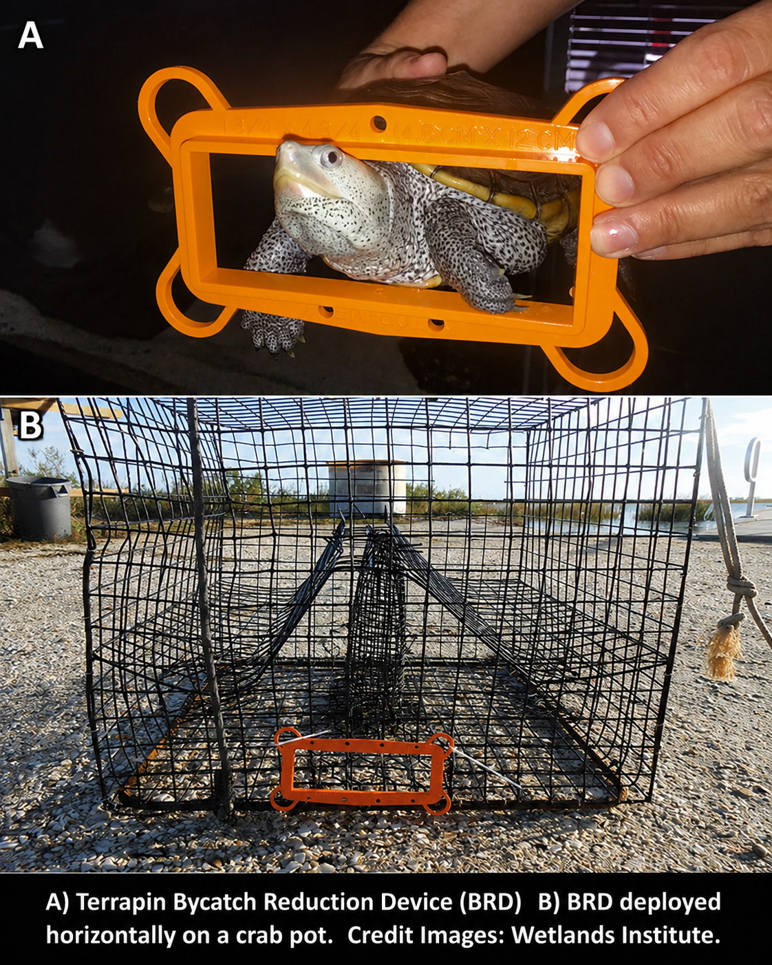 Two-panel image showing a diamondback terrapin with a terrapin bycatch reduction device (BRD) and a BRD deployed horizontally on a crab pot.
