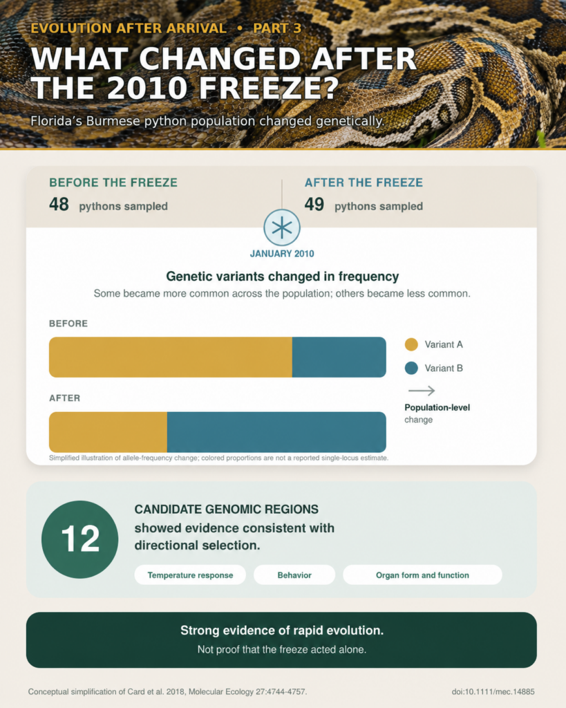 Infographic comparing 48 Burmese pythons sampled before the January 2010 freeze with 49 sampled afterward. Conceptual bars show genetic variants changing in frequency, and 12 candidate genomic regions showed evidence consistent with directional selection.