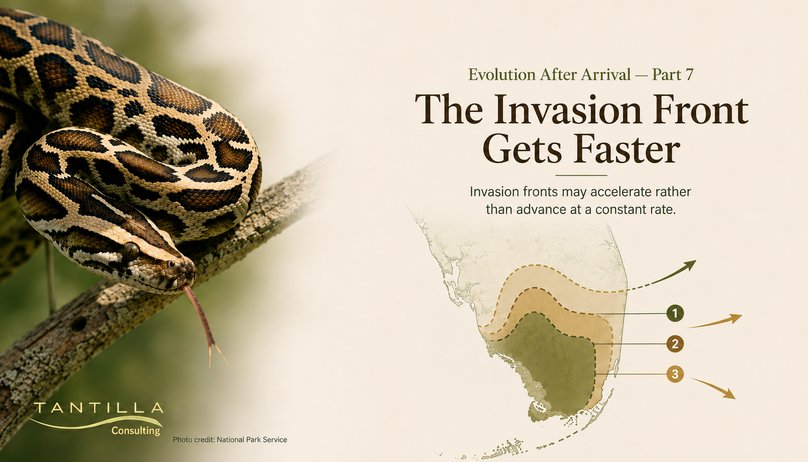 Burmese python on a tree branch beside a conceptual map of South Florida showing successive outward range-expansion zones and arrows illustrating how an invasion front may accelerate over time.