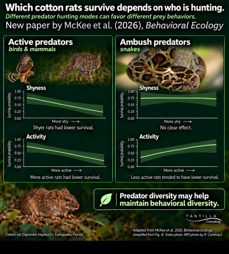 Cotton rat survival graphs compare active predators with ambush predators. Shyness and activity relate differently to survival in the two groups.