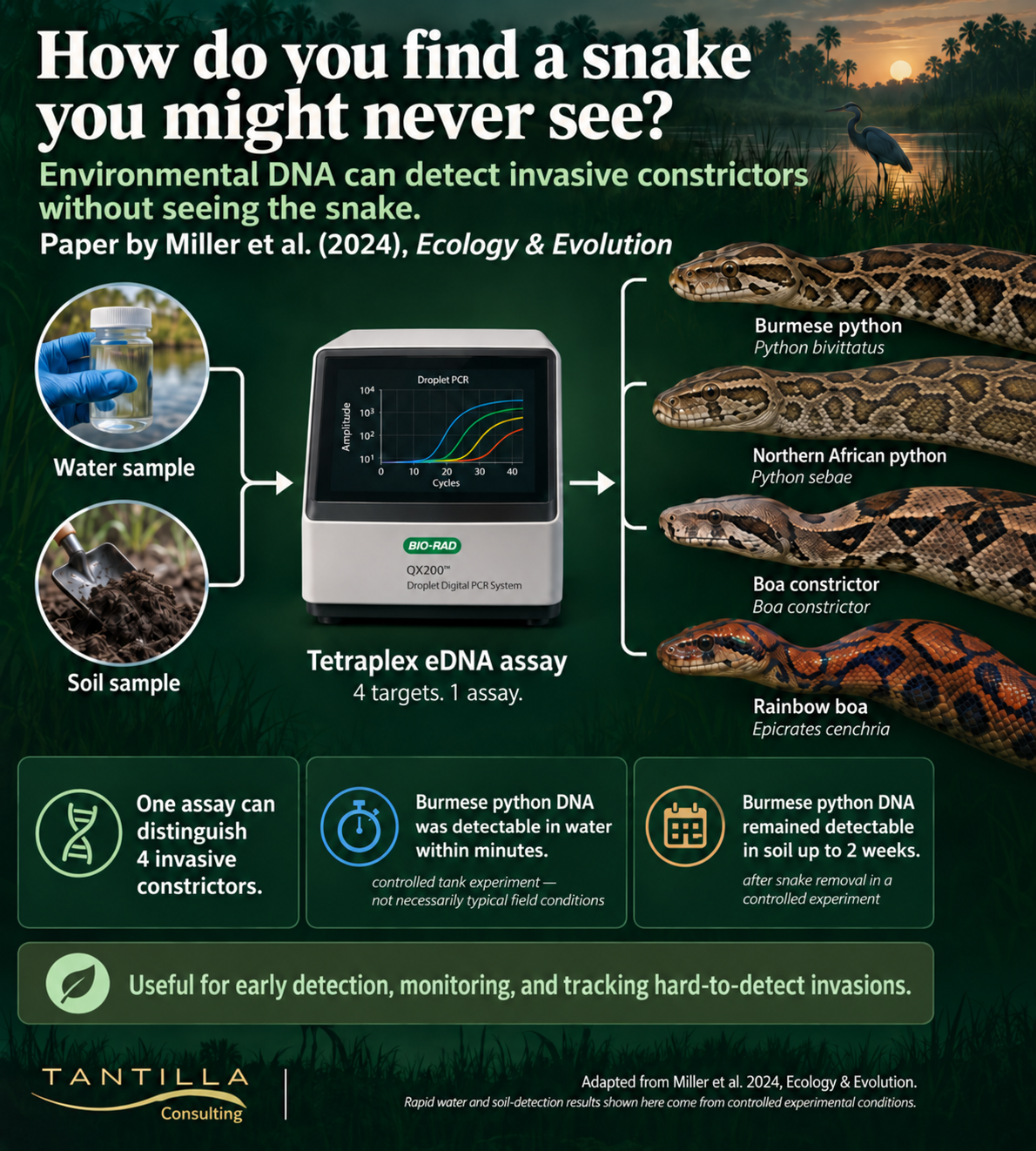 Infographic showing how environmental DNA from water or soil can be analyzed with a tetraplex digital PCR assay to distinguish four invasive constrictors in Florida: Burmese python, northern African python, boa constrictor, and rainbow boa.