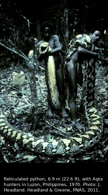 Two Agta hunters in a forest in Luzon, Philippines, stand beside a 6.9-meter reticulated python, illustrating the extraordinary size the species can attain.