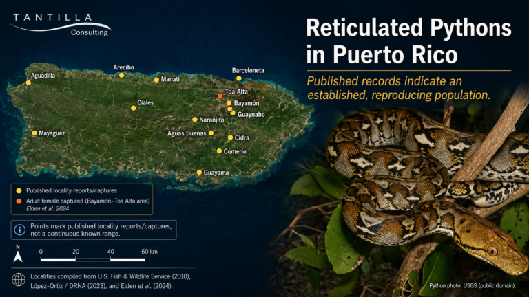 Reticulated python beside a map of Puerto Rico showing documented locality reports and captures from multiple municipalities. The map notes that the points represent published records, not a continuous known range.
