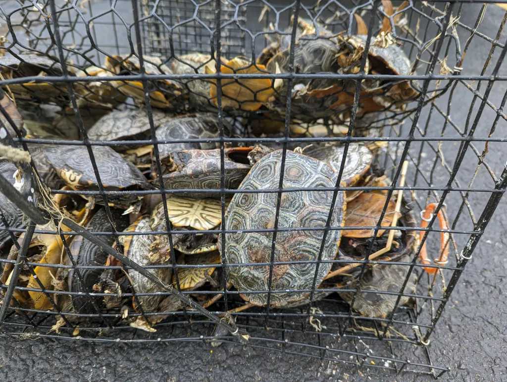 Dead diamondback terrapins trapped inside a wire crab pot. Crab pots can drown terrapins when they enter traps and cannot escape to surface for air.