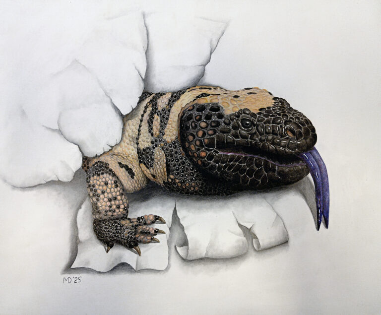 Gila monster emerging through torn paper in Michael E. Dorcas’s drawing Breaking Through