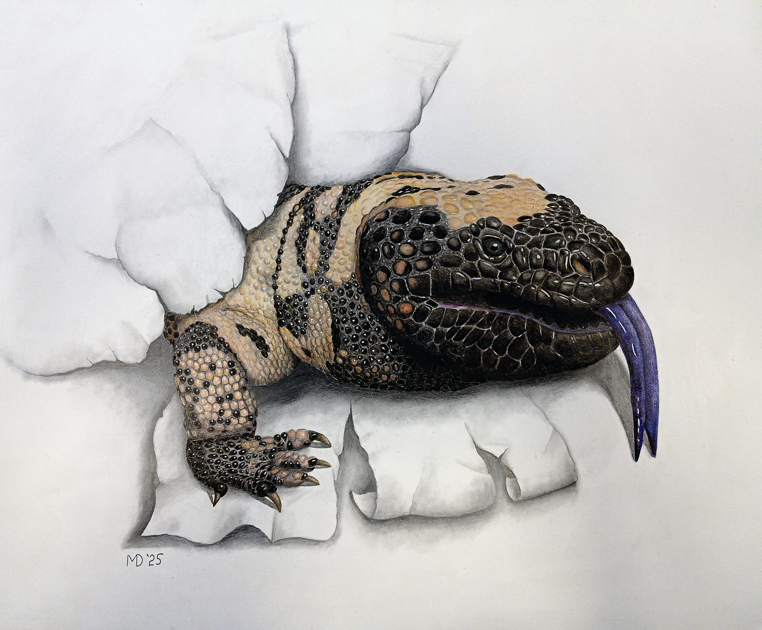 Gila monster emerging through torn paper in Michael E. Dorcas’s drawing Breaking Through