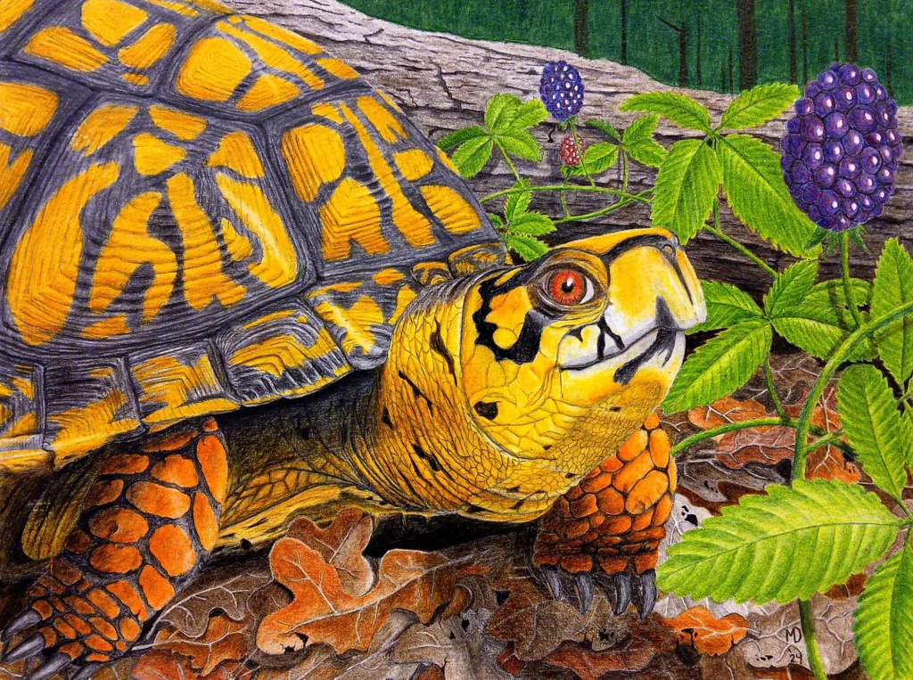 Eastern Box Turtle eating ripe blackberries, colored pencil drawing by Michael E. Dorcas.
